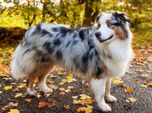 14 Fluff-Coated Dog Breeds That Deserve All the Praise
