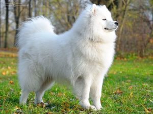 14 Fluff-Coated Dog Breeds That Deserve All the Praise