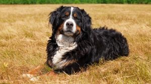 14 Fluff-Coated Dog Breeds That Deserve All the Praise