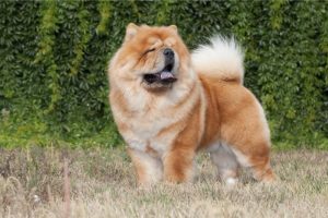 14 Fluff-Coated Dog Breeds That Deserve All the Praise