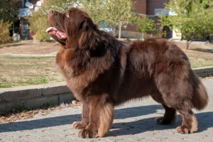 14 Fluff-Coated Dog Breeds That Deserve All the Praise