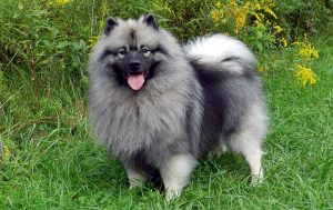 14 Fluff-Coated Dog Breeds That Deserve All the Praise