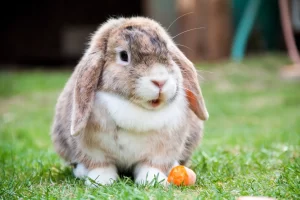 15 of the Best Rabbit Breeds for Pets