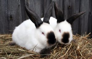 15 of the Best Rabbit Breeds for Pets