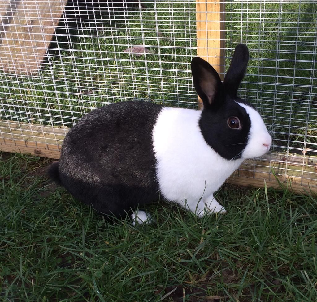 15 of the Best Rabbit Breeds for Pets