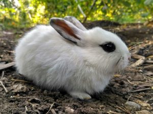 15 of the Best Rabbit Breeds for Pets