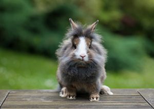 15 of the Best Rabbit Breeds for Pets