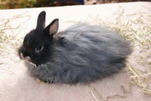 15 of the Best Rabbit Breeds for Pets