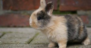 15 of the Best Rabbit Breeds for Pets