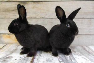 15 of the Best Rabbit Breeds for Pets