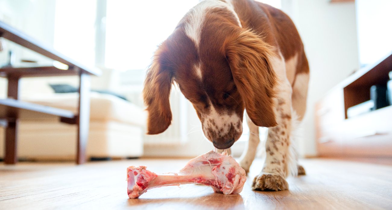 17 Dangerous Foods You Should Never Feed Your Dog