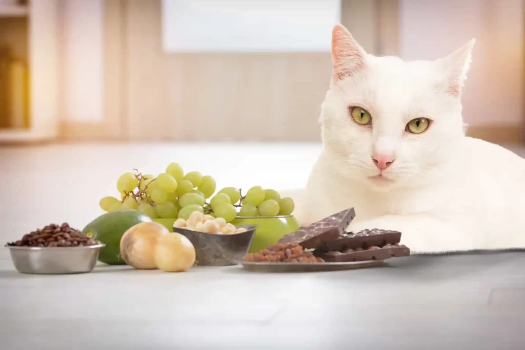 18 Dangerous Human Foods That Cats Are Not Allowed To Eat
