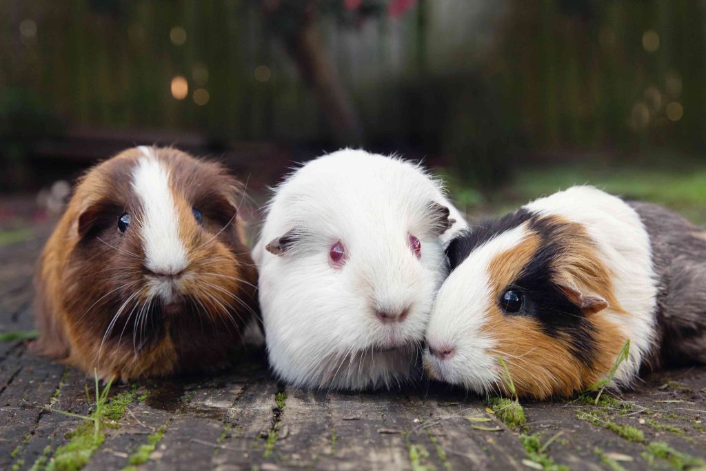 6 Reasons Guinea Pigs Make Excellent Pets