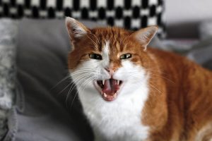 7 Common Cat Behavior Problems and How to Solve Them 1