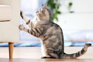 7 Common Cat Behavior Problems and How to Solve Them