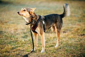 8 Ways to Adapt with a Three-Legged Dog