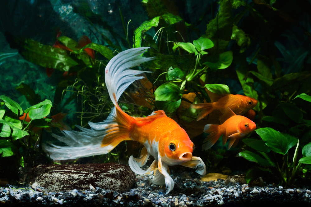 9 Goldfish Keeper Mistakes to Avoid