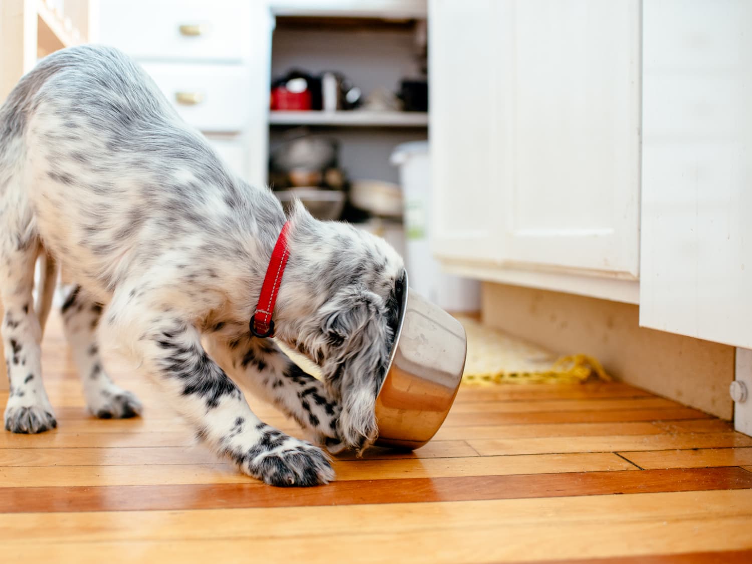 Do You Clean Your Pet's Bowls Enough?