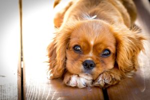 How to Assist Your New Puppy or Dog in Adjusting to Their New Home