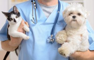 How to Select a Right Veterinarian