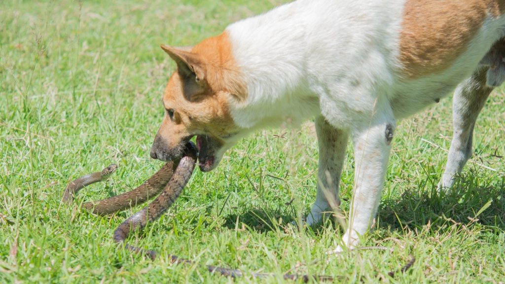 If Your Dog Is Bitten By A Snake, What Should You Do