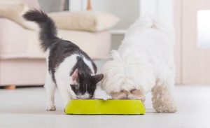 Is it OK for dogs to eat canned cat food