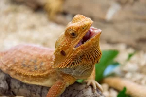 The Most Adorable Small Pet Lizards 1