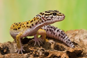 The Most Adorable Small Pet Lizards