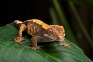 The Most Adorable Small Pet Lizards