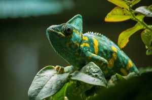 The Most Adorable Small Pet Lizards