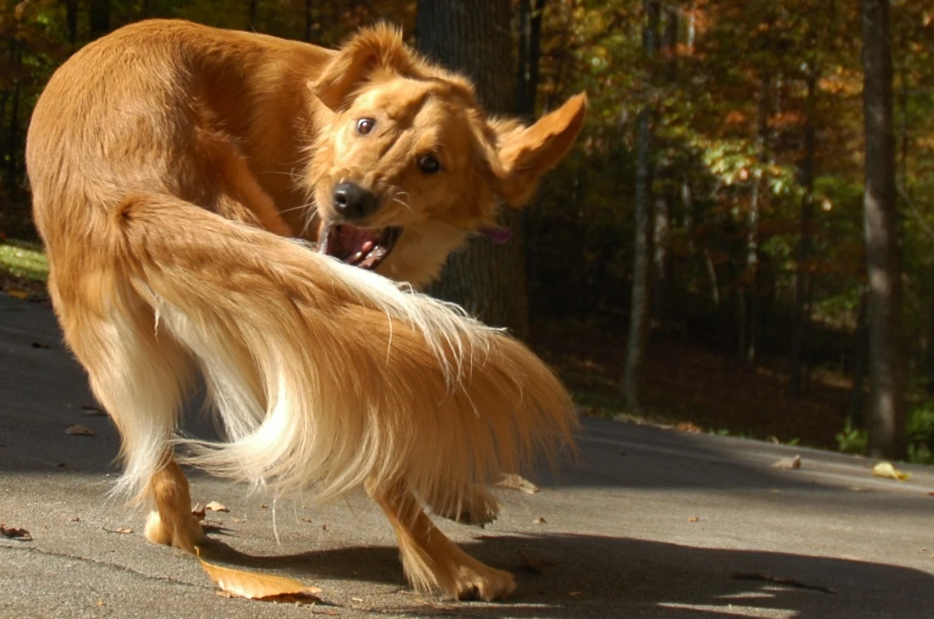 The Mysterious History of Dog Tails