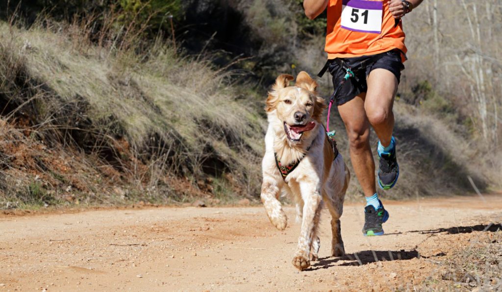Tips for Getting Your Dog Ready to Run With You This Summer