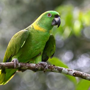 Top 10 Most Talkative Parrots