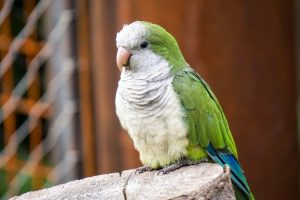 Top 10 Most Talkative Parrots
