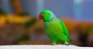 Top 10 Most Talkative Parrots