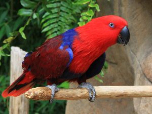 Top 10 Most Talkative Parrots
