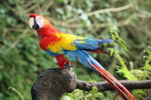 Top 10 Most Talkative Parrots