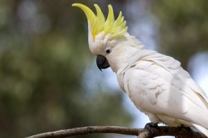 Top 10 Most Talkative Parrots