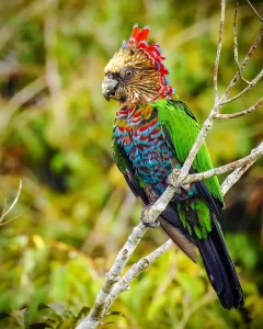 Top 10 Most Talkative Parrots