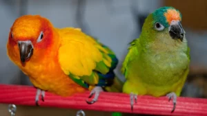 Top 5 Pet Birds for Beginners 1