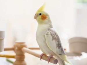 Top 5 Pet Birds for Beginners 2