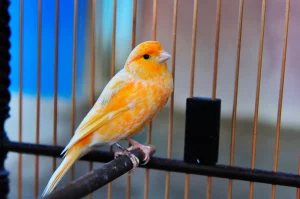 Top 5 Pet Birds for Beginners 3