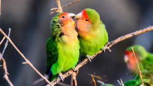 Top 5 Pet Birds for Beginners 5