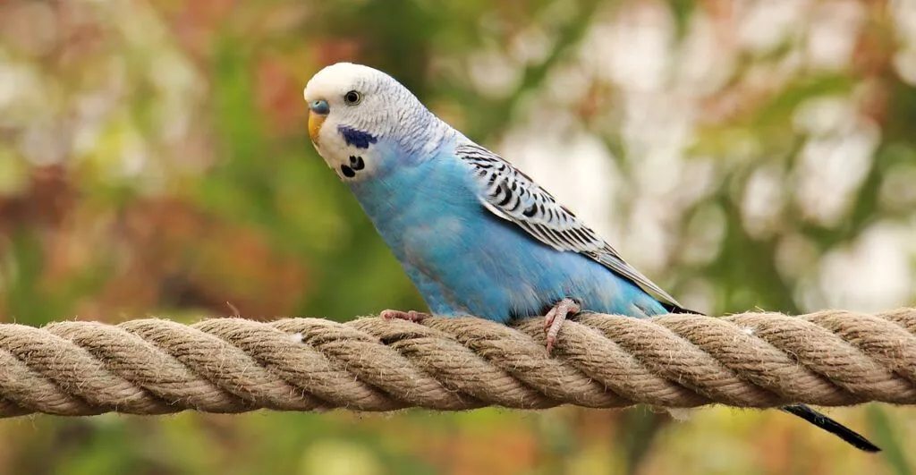 Top 5 Pet Birds for Beginners