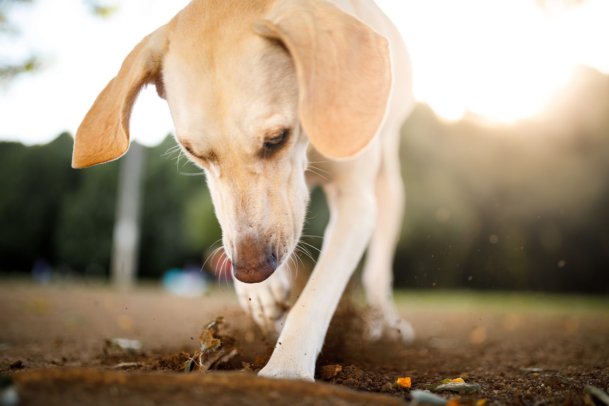 What to Do If Your Dog Is Digging Constantly