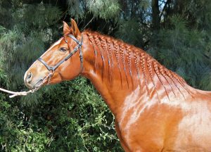 9 Ways to Braid Your Horse's Mane