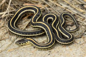 10 Varieties of Garter Snakes Morphologies and Colors