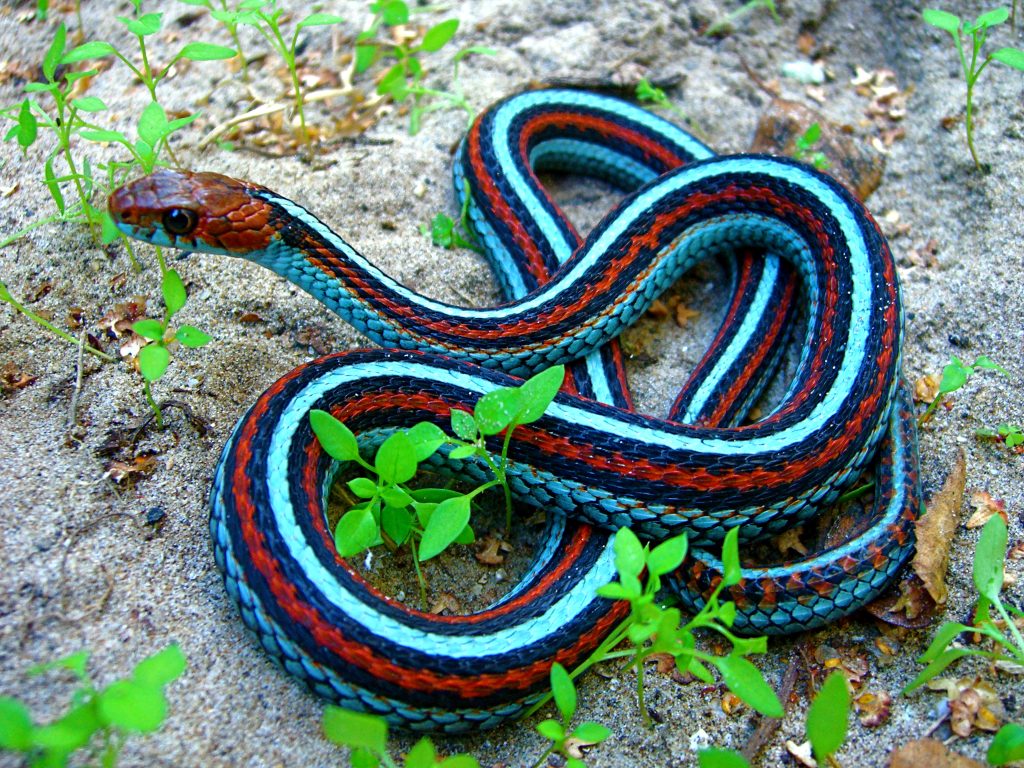 10 Varieties of Garter Snakes: Morphologies and Colors