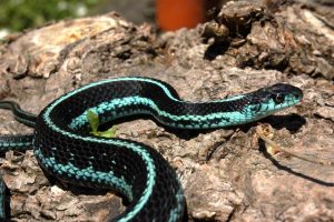 10 Varieties of Garter Snakes Morphologies and Colors