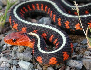 10 Varieties of Garter Snakes Morphologies and Colors